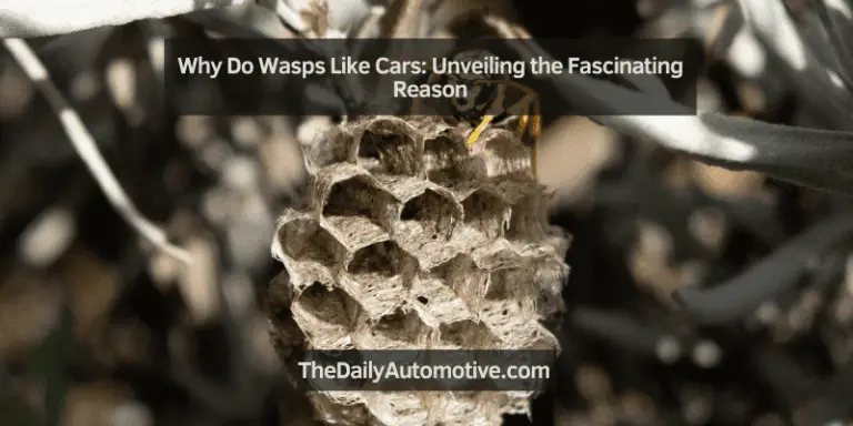 Why Do Wasps Like Cars: Unveiling the Fascinating Reason