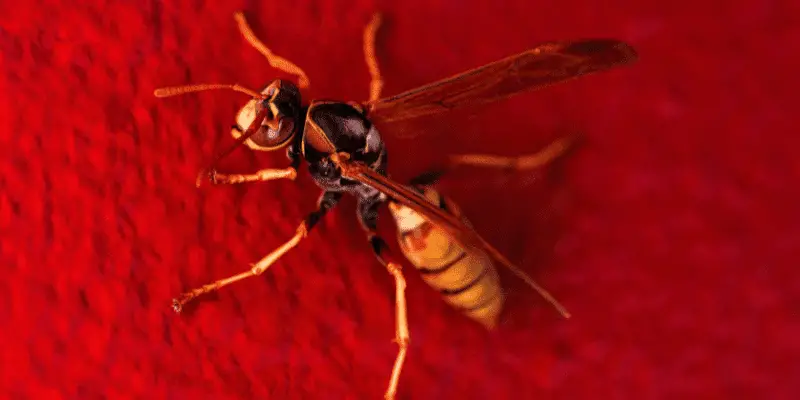 Why Do Wasps Like Cars