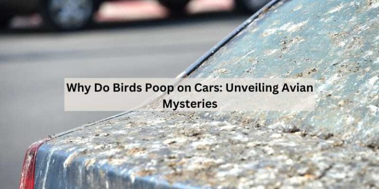 Why Do Birds Poop on Cars