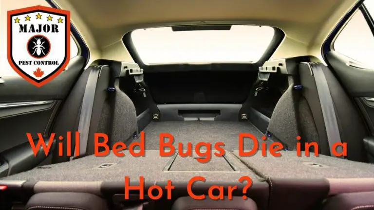 Can Bed Bugs Survive in a Hot Car