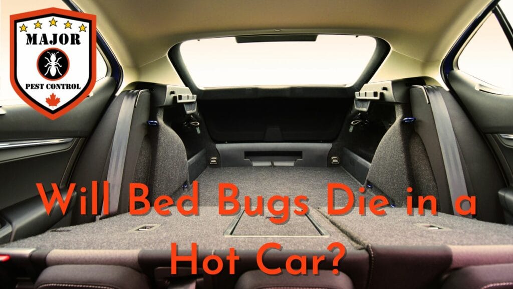 Can Bed Bugs Survive in a Hot Car: Myth-Busting Facts – Auto Insights ...