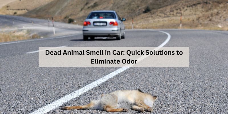 Dead Animal Smell in Car