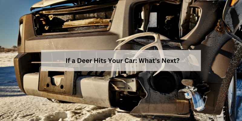 If a Deer Hits Your Car