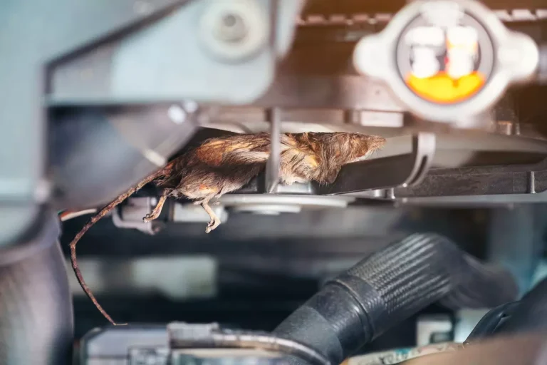 How Can Mice Get in Your Car