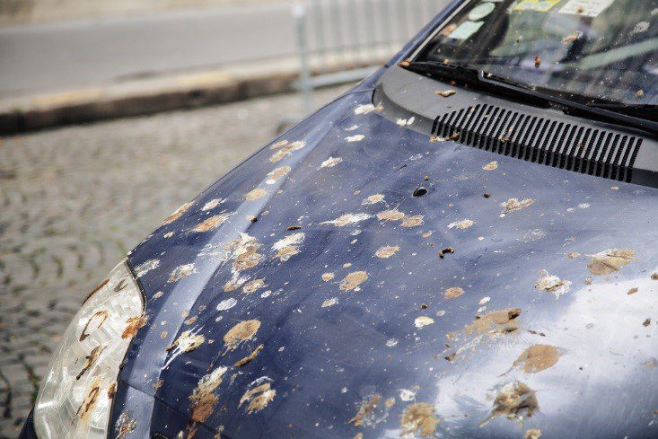 How to Clean Bird Poop off Car