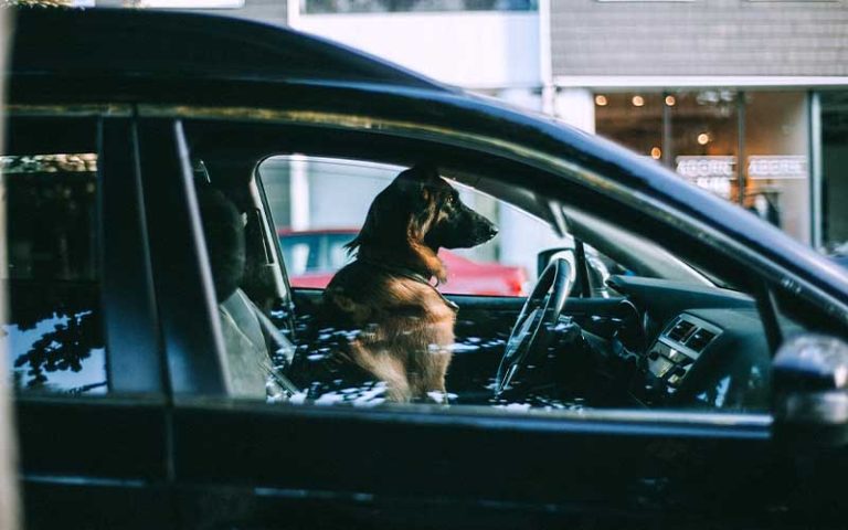 Is It Illegal to Leave a Dog in the Car
