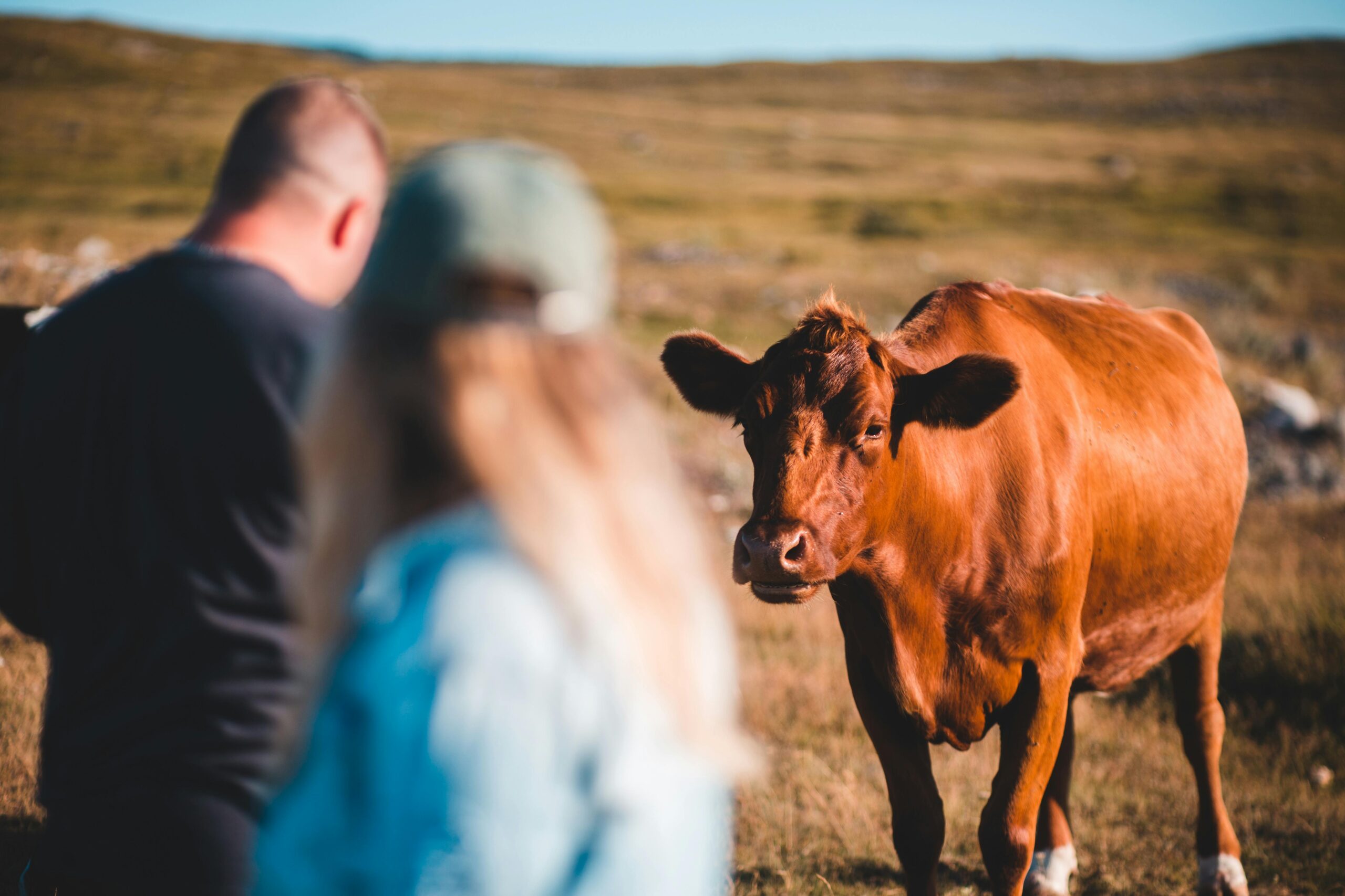 What Happens If You Hit a Cow With Your Car