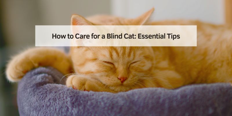 How to Care for a Blind Cat