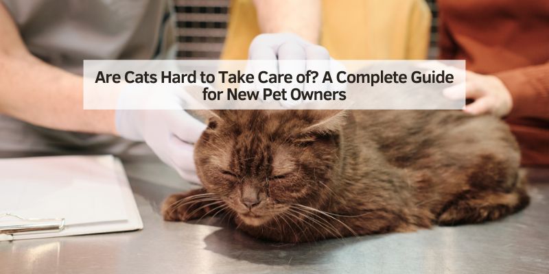 Are Cats Hard to Take Care of