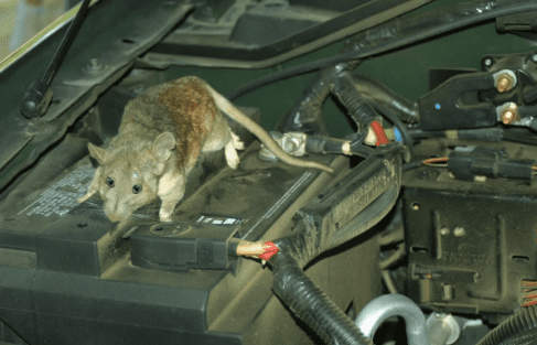 What to Do If Rodents Are Already in Your Car