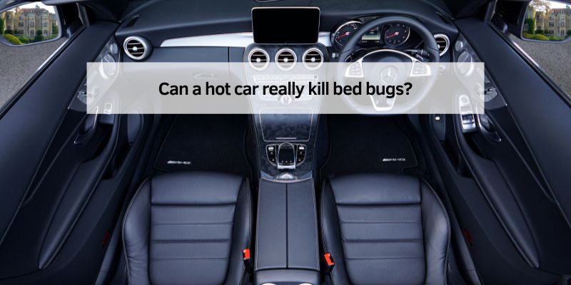 Can a hot car really kill bed bugs
