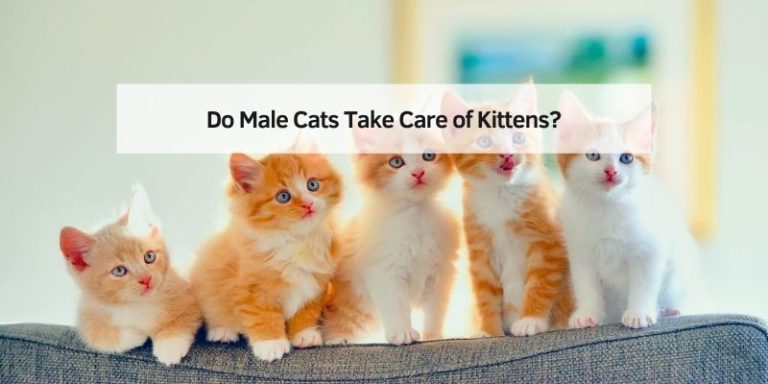 Do Male Cats Take Care of Kittens