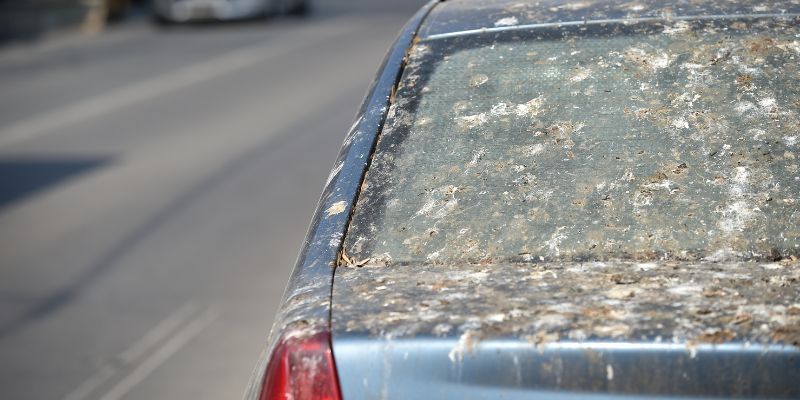 Fixing Bird Poop Damage