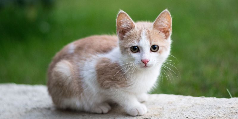 How to Care for a Feral Cat