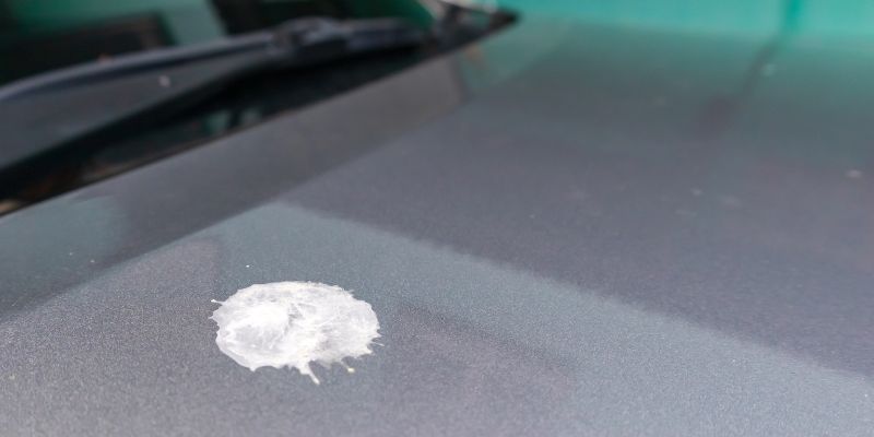 How to Clean Bird Poop Safely