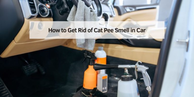 How to Get Rid of Cat Pee Smell in Car