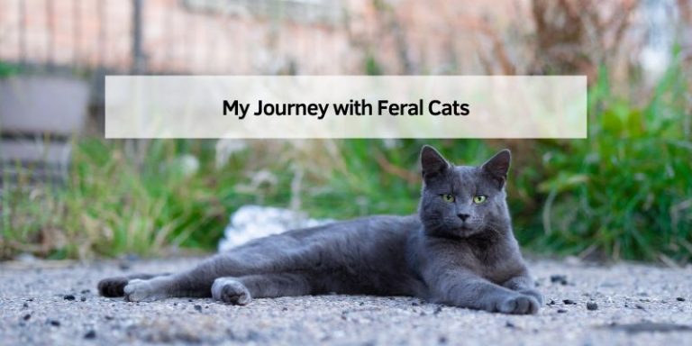 My Journey with Feral Cats