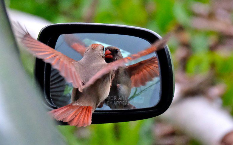 How To Stop Birds Attacking Car Mirrors