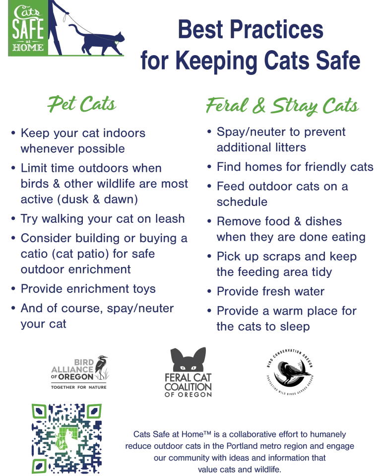 How to Take Care of a Stray Cat