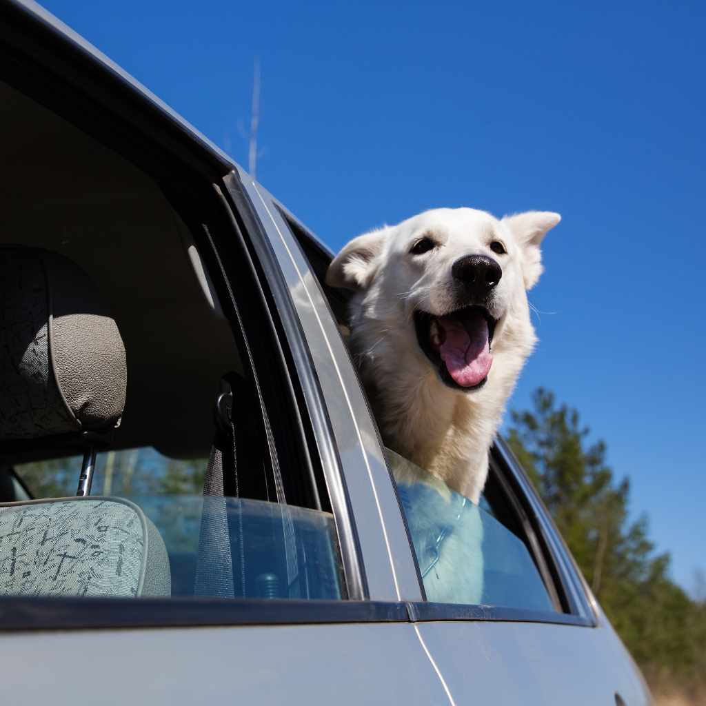 Risks of Open Car Windows