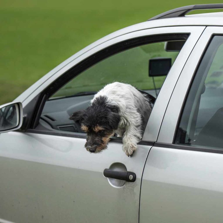 Do Dogs Jump Out Of Car Windows?