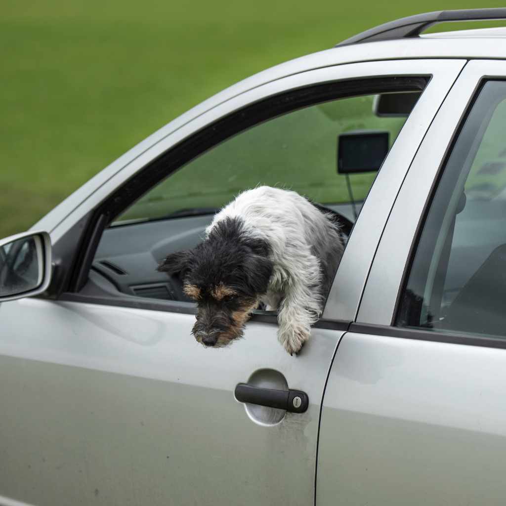 Do Dogs Jump Out Of Car Windows?