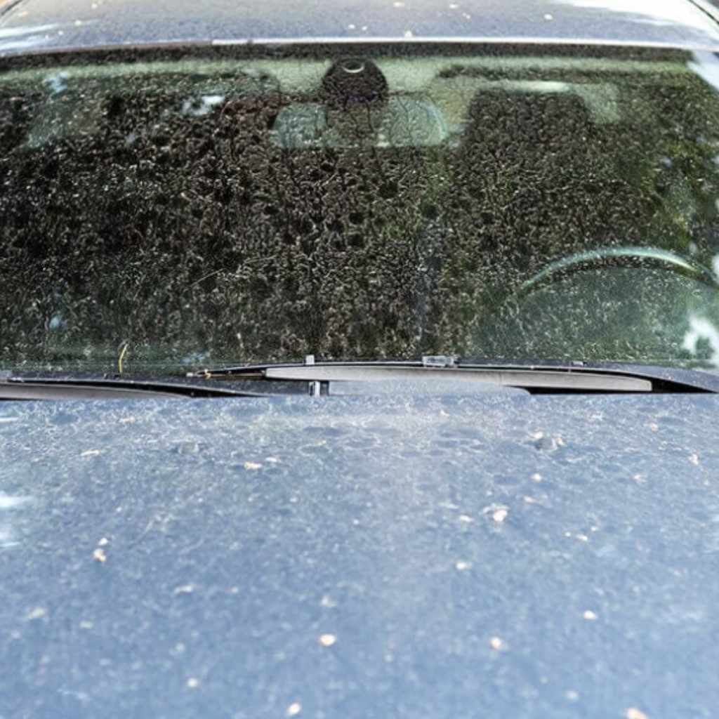 How to Keep Tree Sap off Car