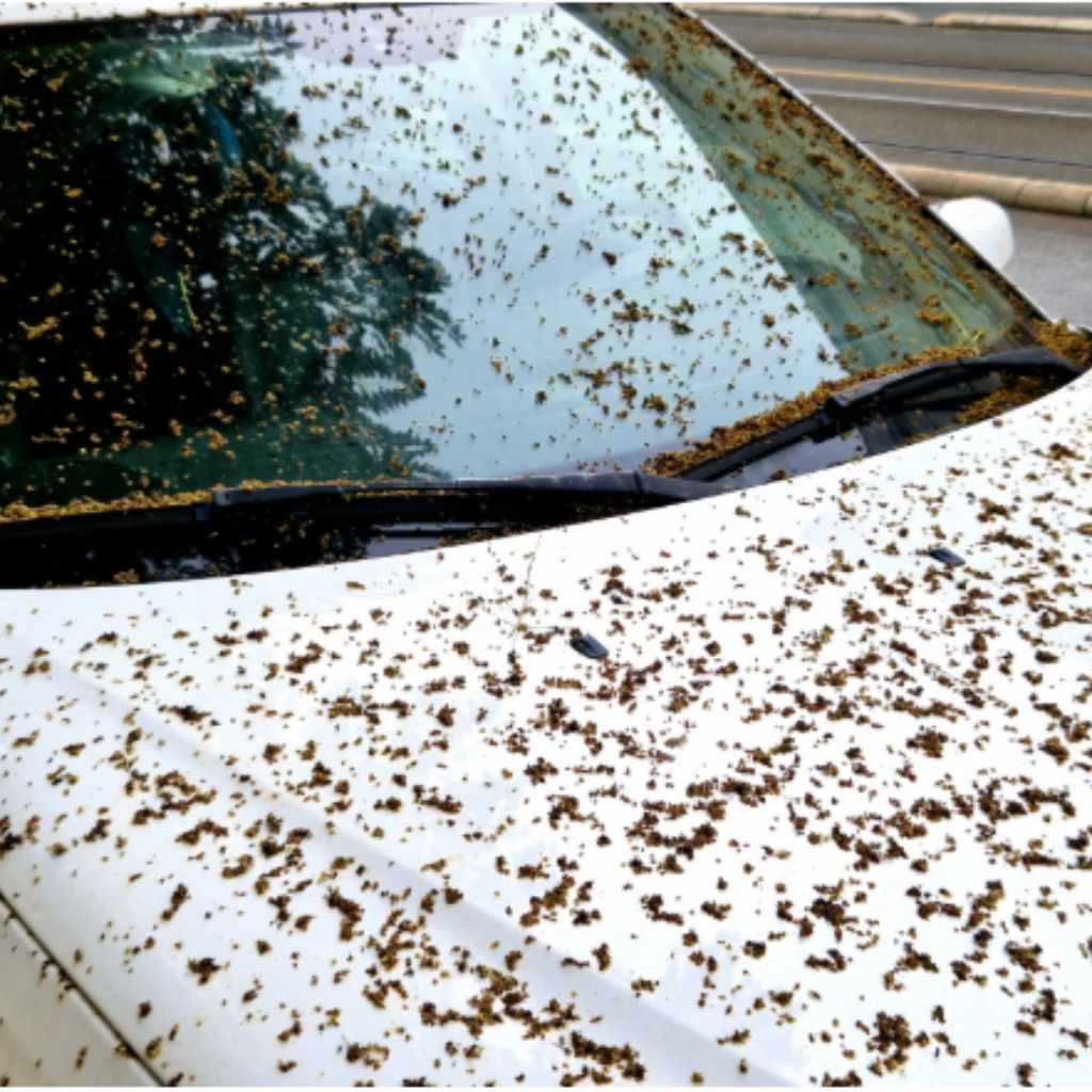 Regular Car Maintenance