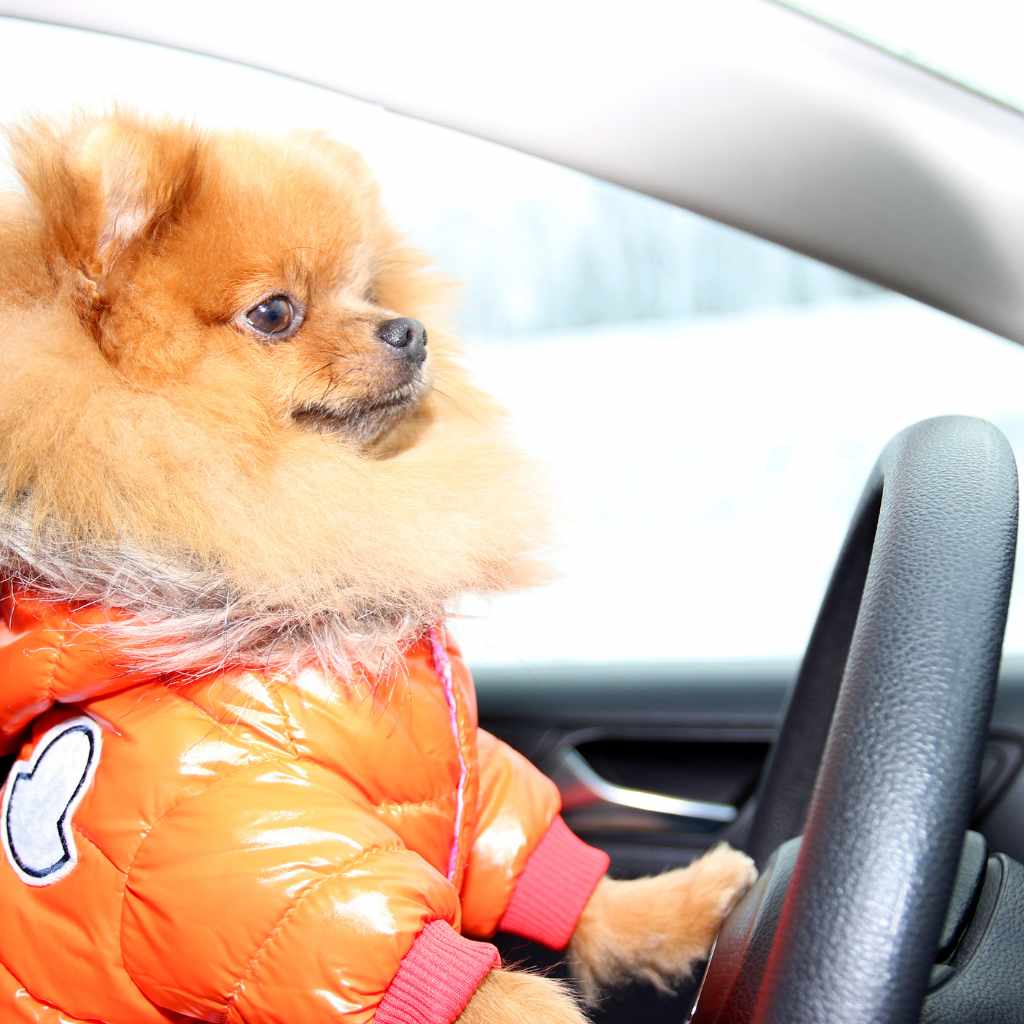 Territorial Reactions