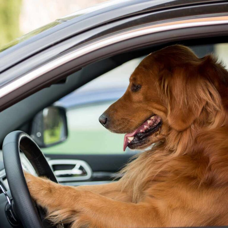 Why Does My Dog Chase My Car When I Leave