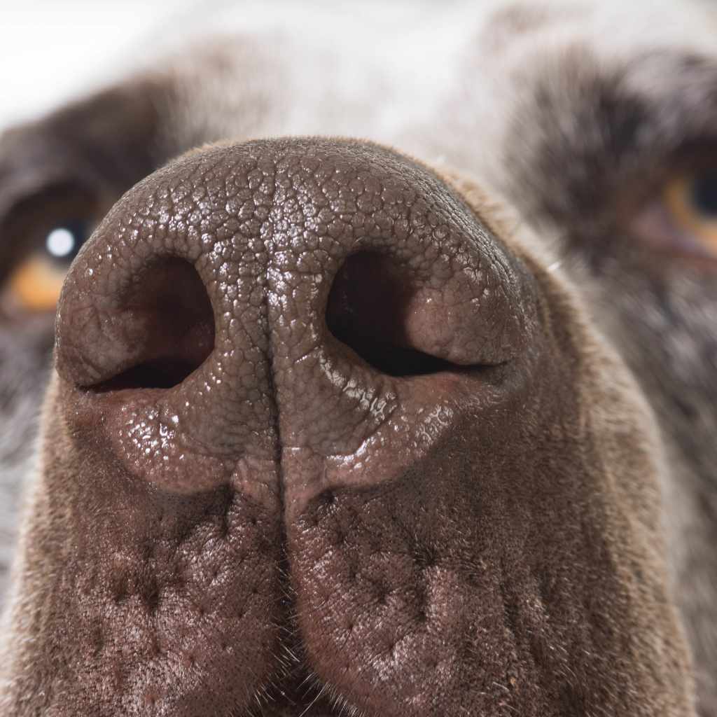 Travel Prep Checklist for a Dry-Nose Ride